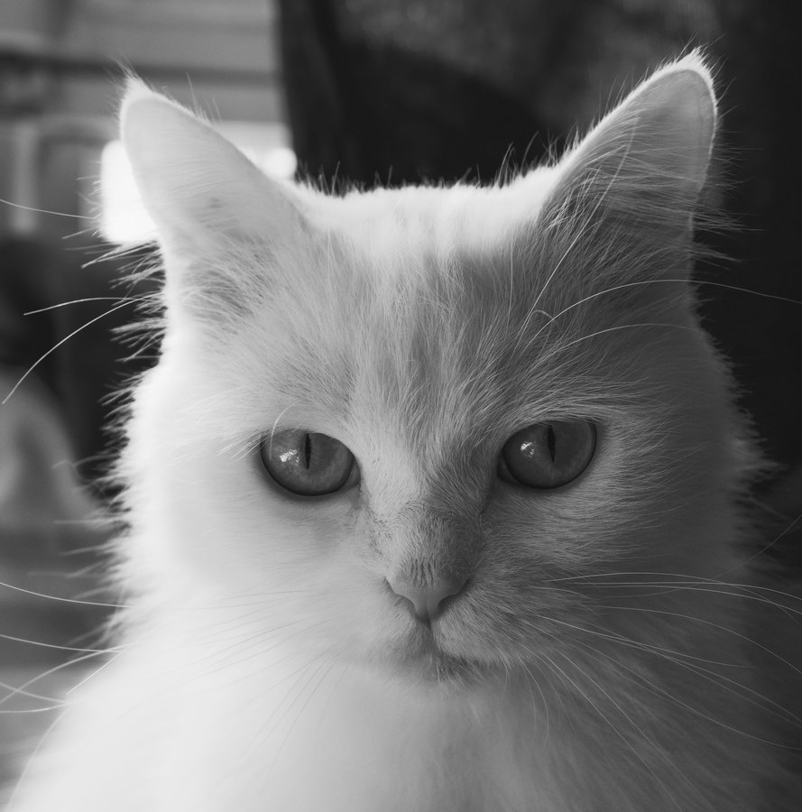 Agfa APX 100 film emulation preview