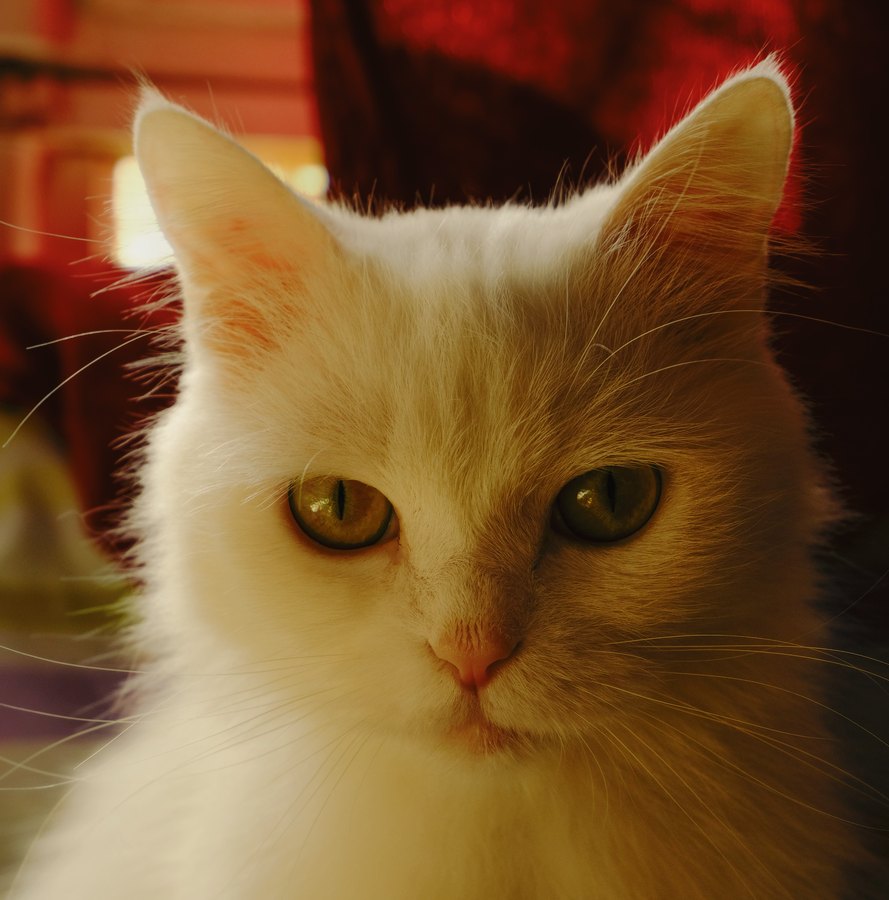 Fuji 800Z film emulation preview