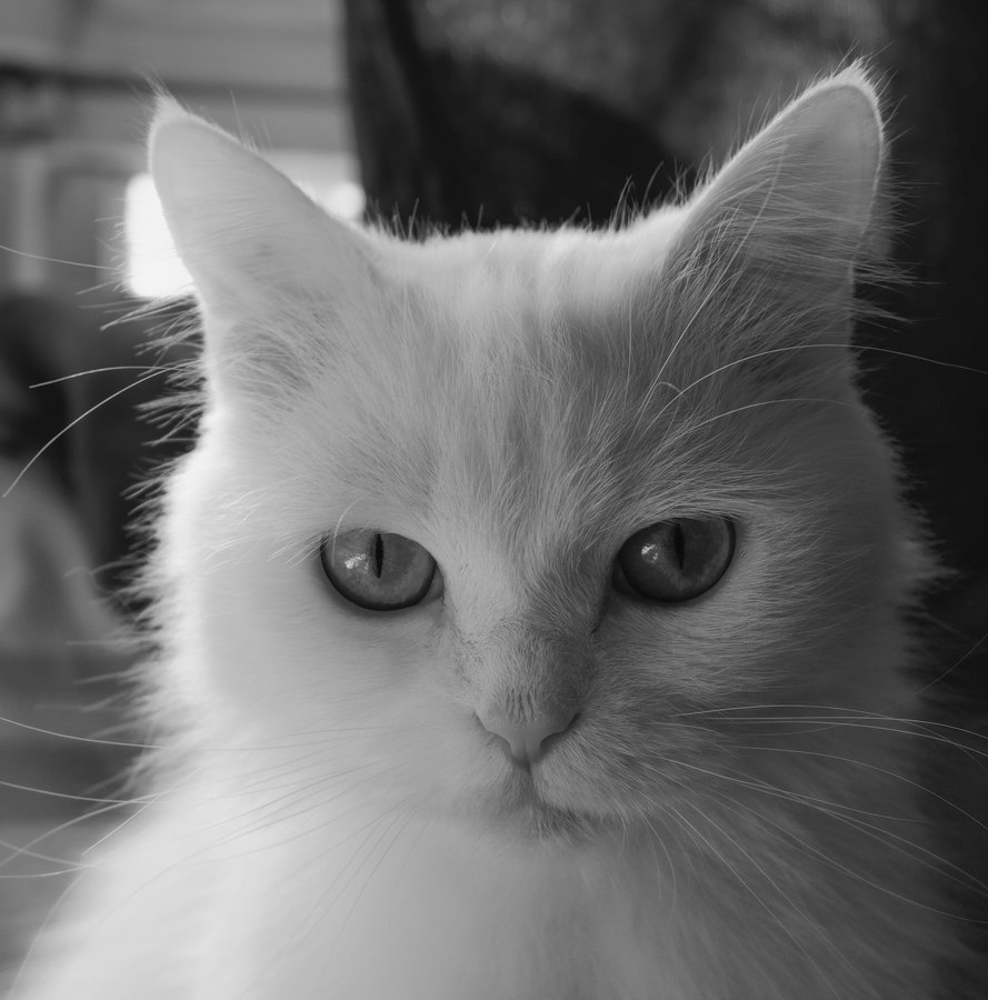 Fuji FP-3000B film emulation preview