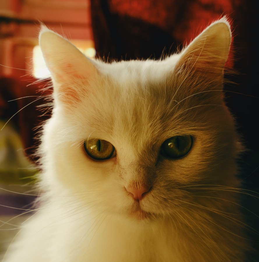 Fuji Superia 1600 film emulation preview