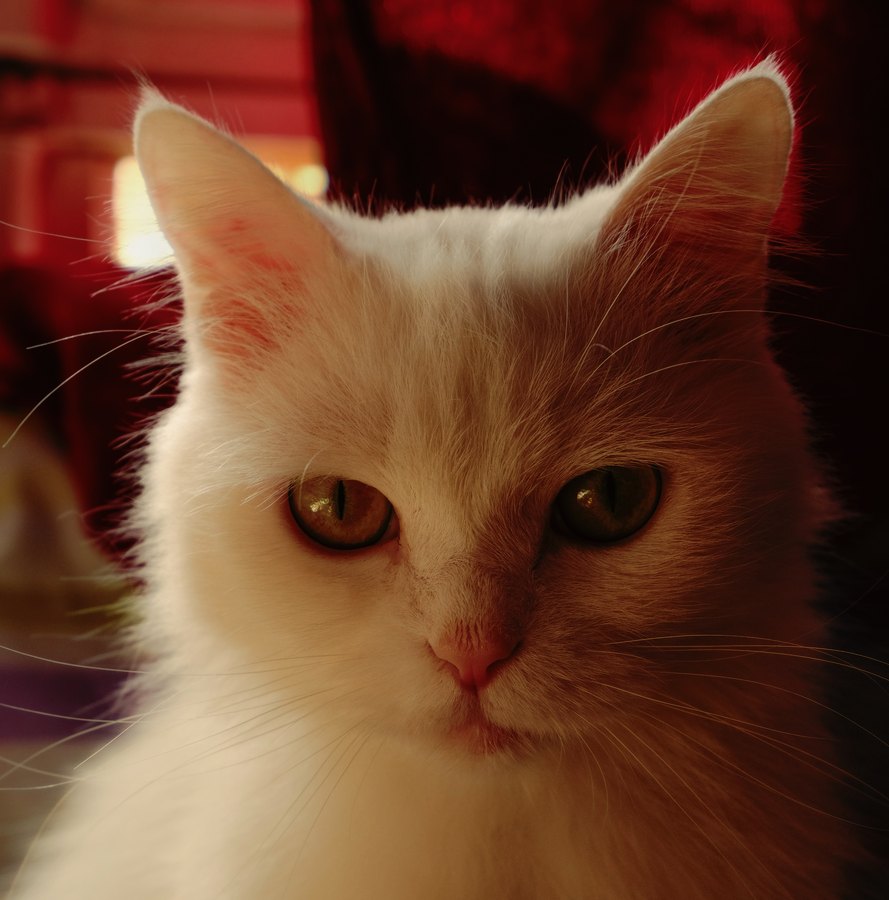 Fuji Velvia 50 film emulation preview