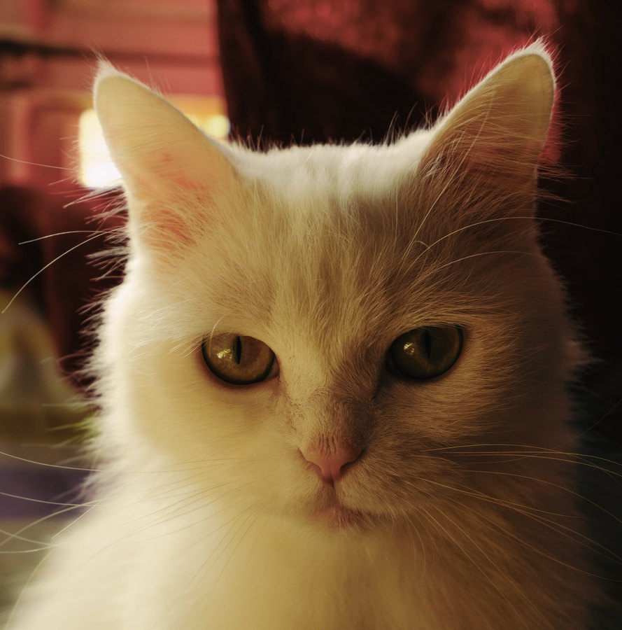 Fuji X-Trans III Pro Neg Std film emulation preview