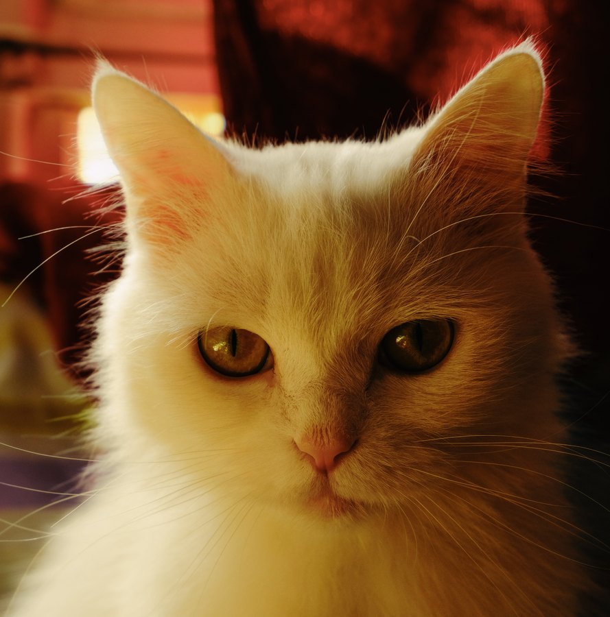 Fuji X-Trans III Provia film emulation preview