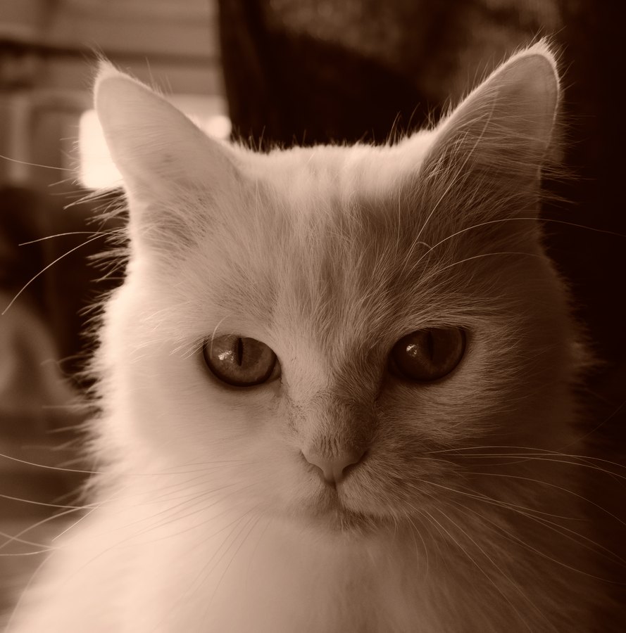 Fuji X-Trans III Sepia film emulation preview