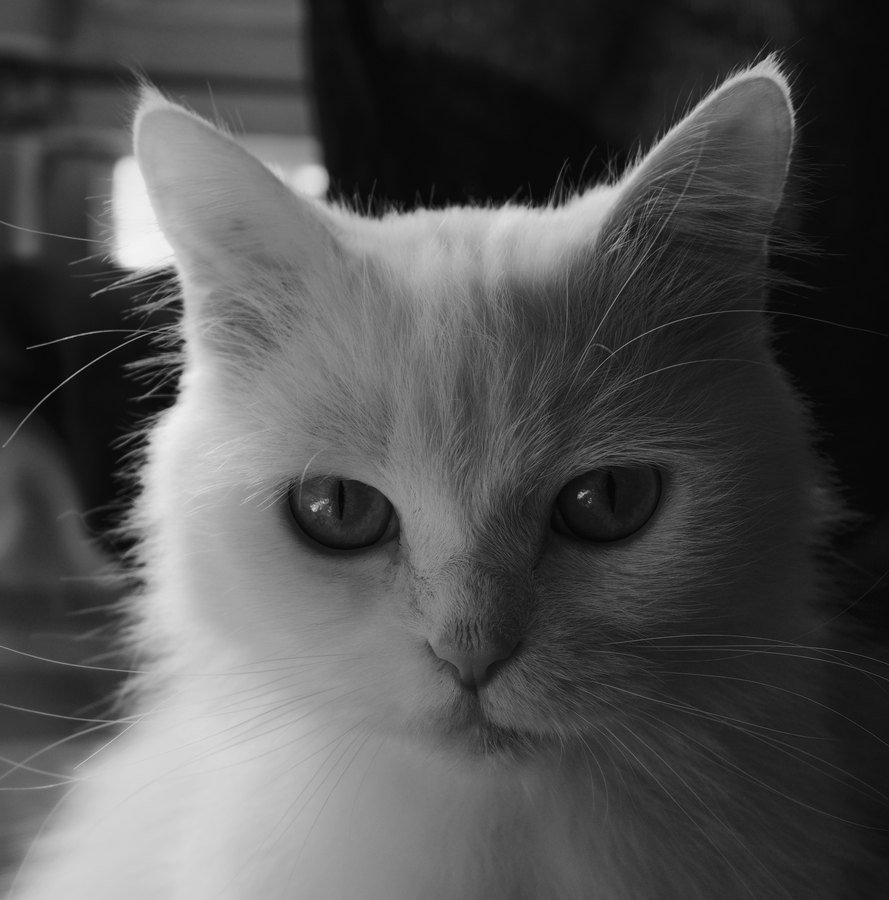 Ilford Delta 100 film emulation preview