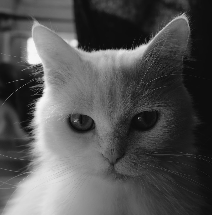 Ilford Delta 3200 film emulation preview