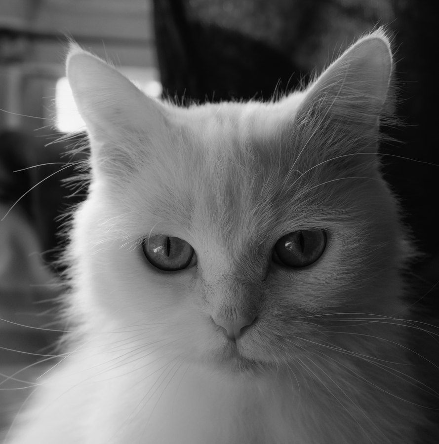 Ilford HP5 Plus 400 film emulation preview