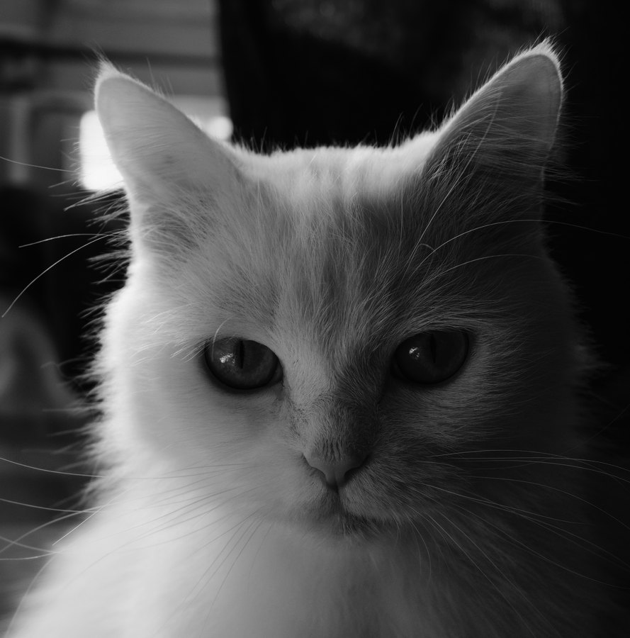Ilford HPS 800 film emulation preview