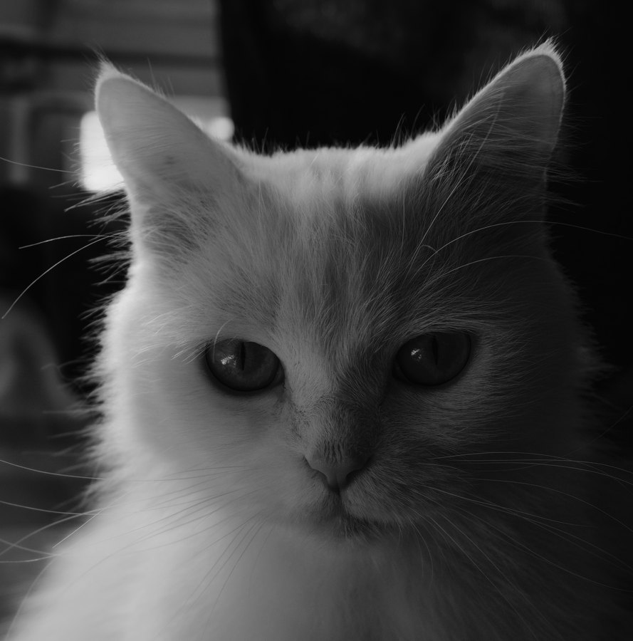 Ilford XP2 film emulation preview