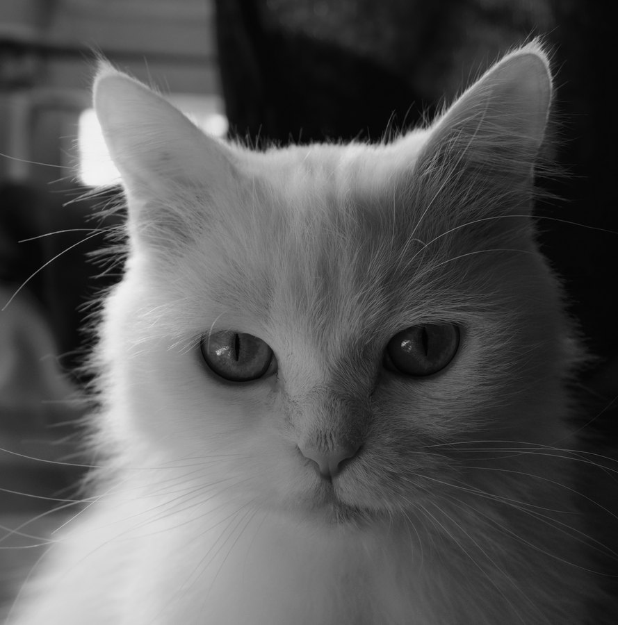 Kodak T-Max 3200 film emulation preview