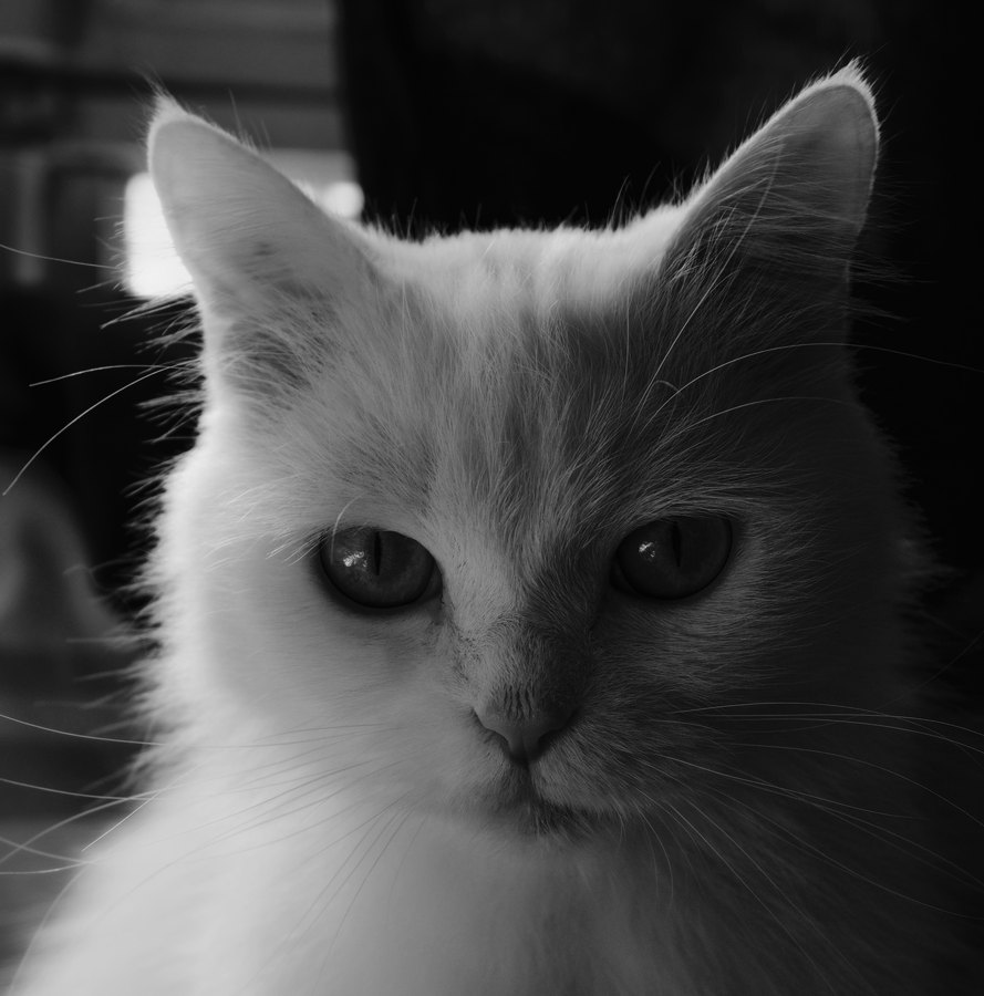 Kodak T-Max 400 film emulation preview