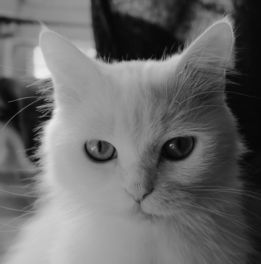 Polaroid 664 film emulation preview