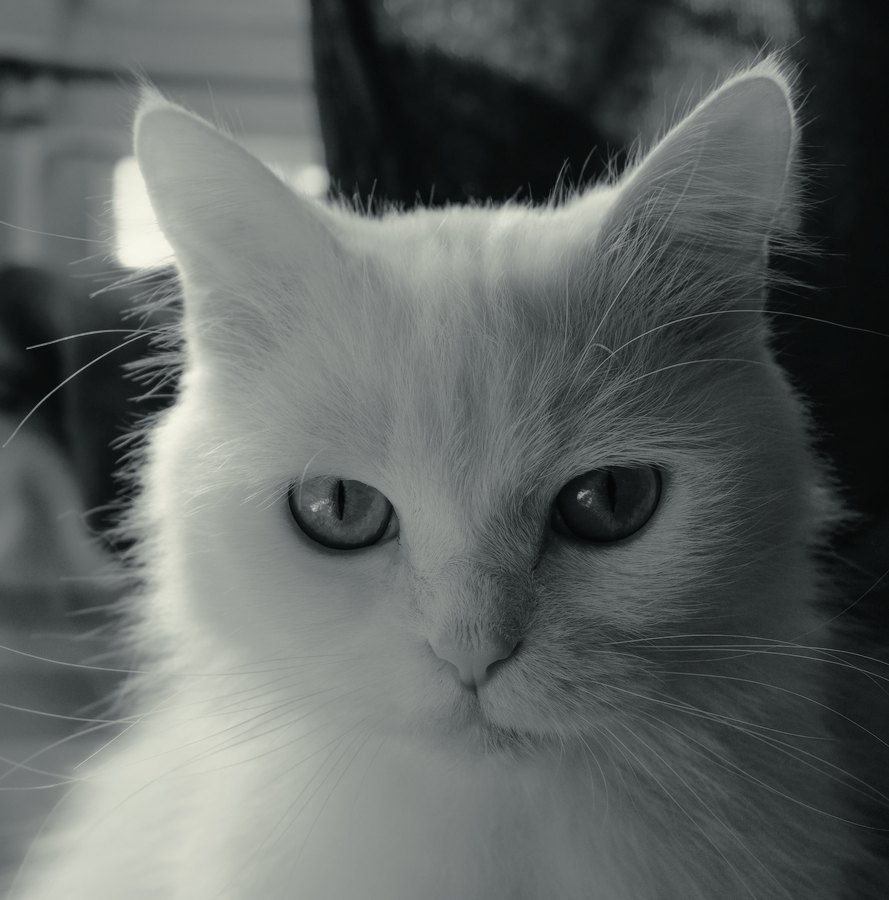 Polaroid Px-100Uv+ film emulation preview