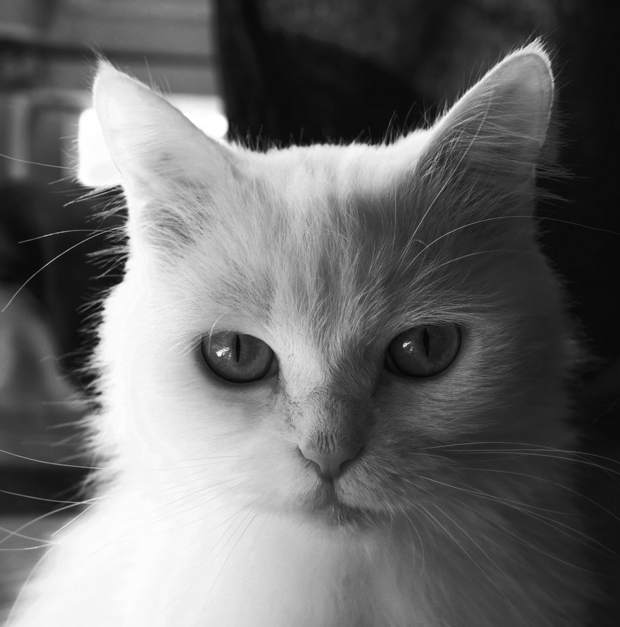 Rollei IR 400 film emulation preview